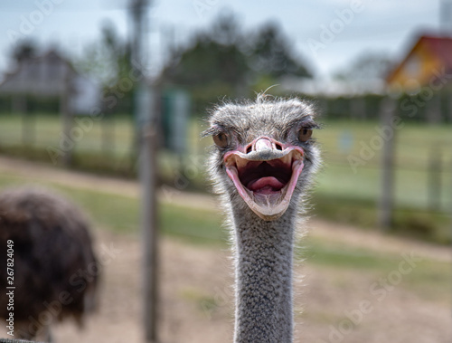 Portrait of ostrich, close up. © Jarek Fethke