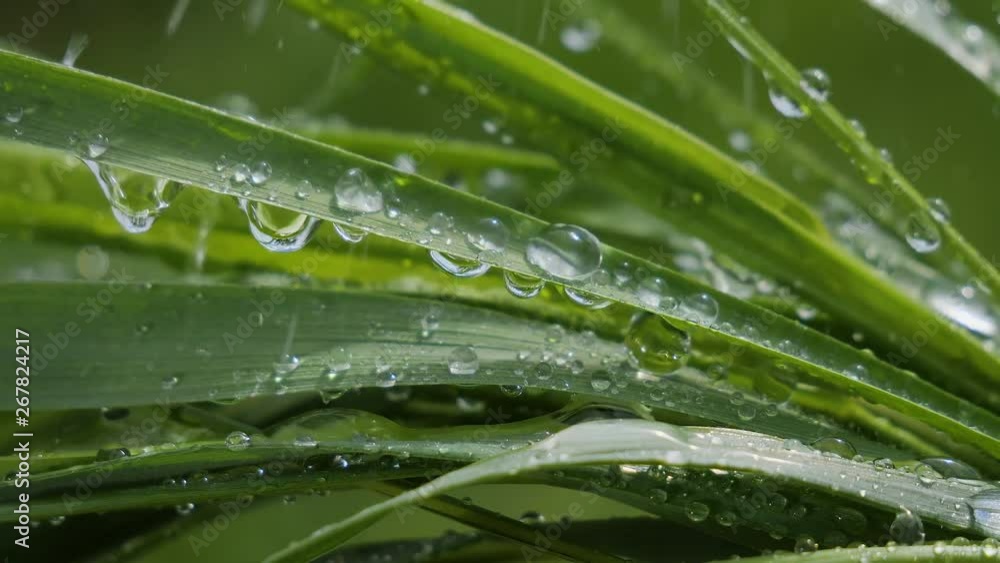 Green grass in nature with raindrops Green grass in nature with raindrops