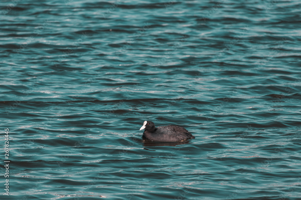 Naklejka premium ducks in the lake