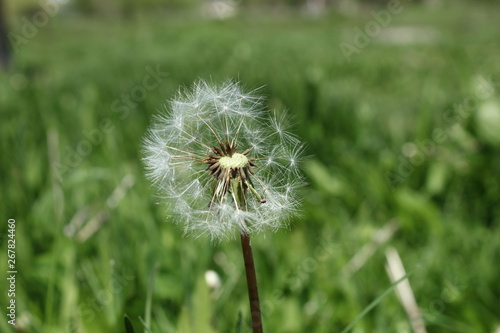 dandelion on background of green grass