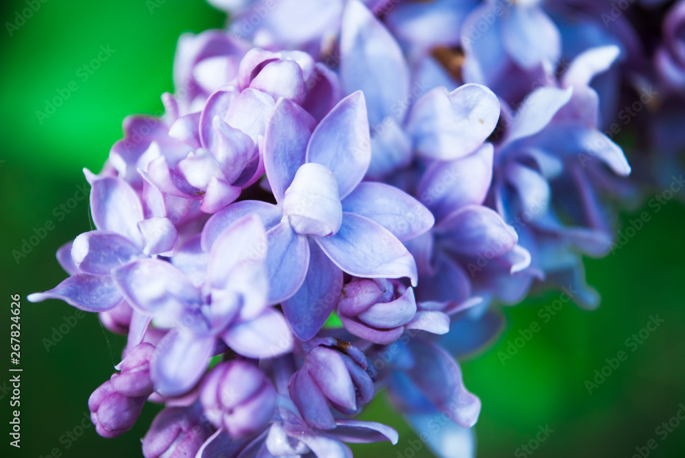 Branch of blossoming lilac Branch of blossoming lilac