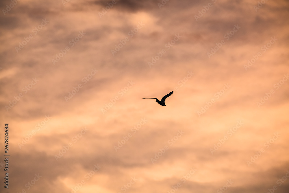 silhouette of a flying bird on a background of a sunset, pink sky with clouds, flight of a bird, spread wings
