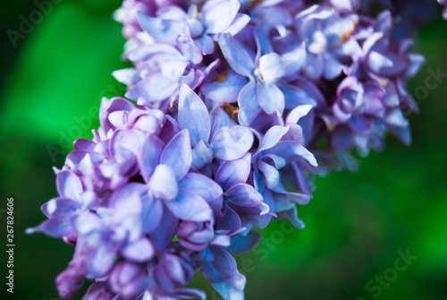 Branch of blossoming lilac