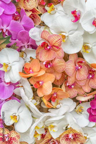 Fototapeta Naklejka Na Ścianę i Meble -  Multicolored orchids arranged on backgrounds