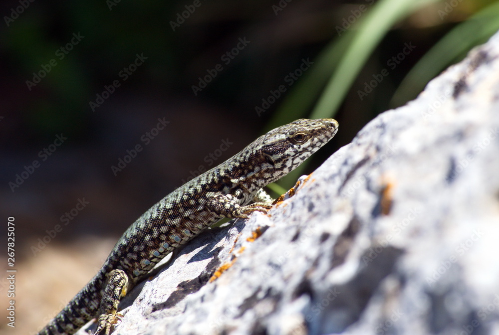 Naklejka premium lizard on rock