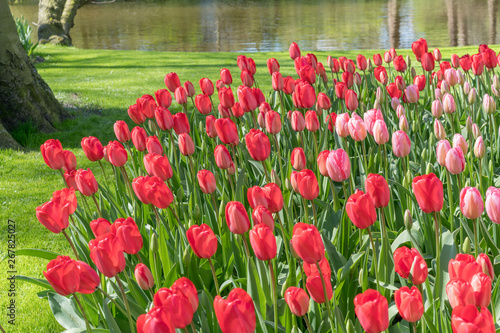 Beautiful red and pink tulips in spring park