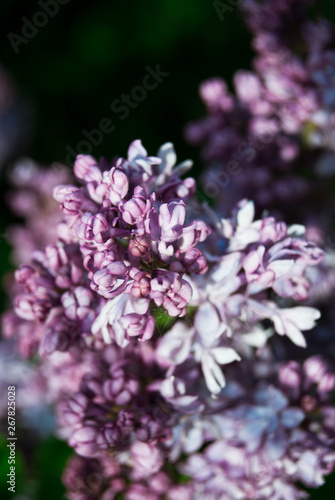 Branch of blossoming lilac © writerfantast