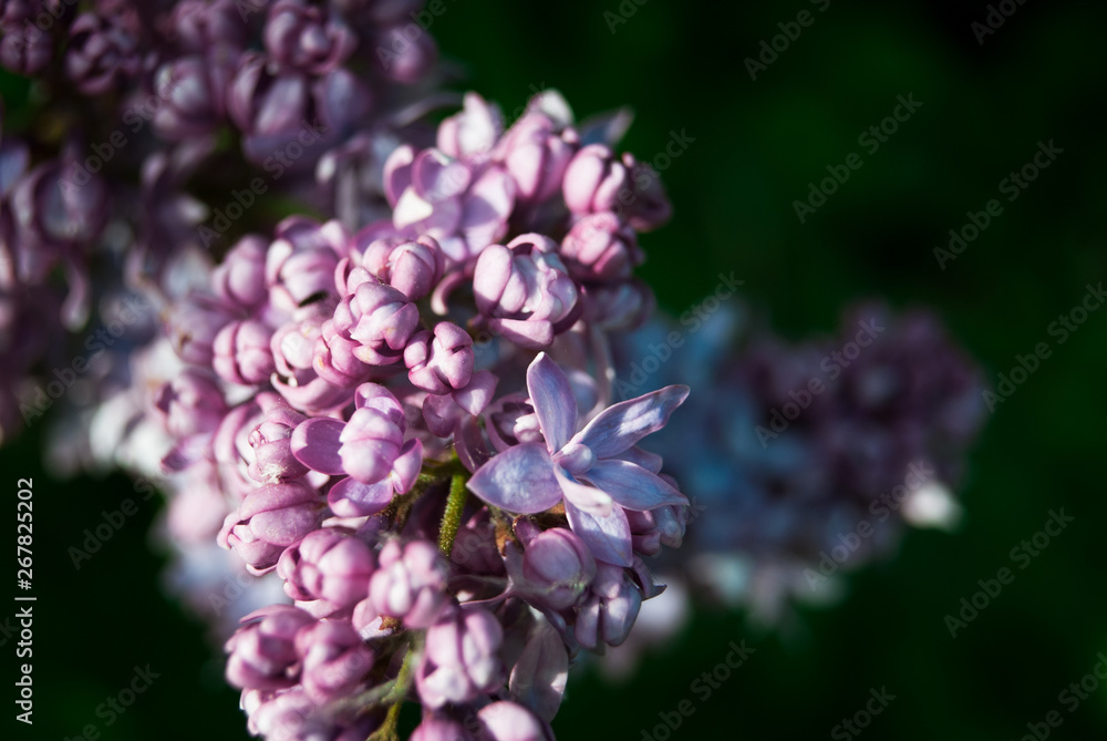 Branch of blossoming lilac Branch of blossoming lilac