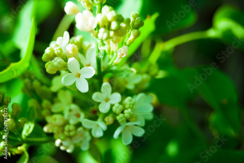 Branch of blossoming lilac