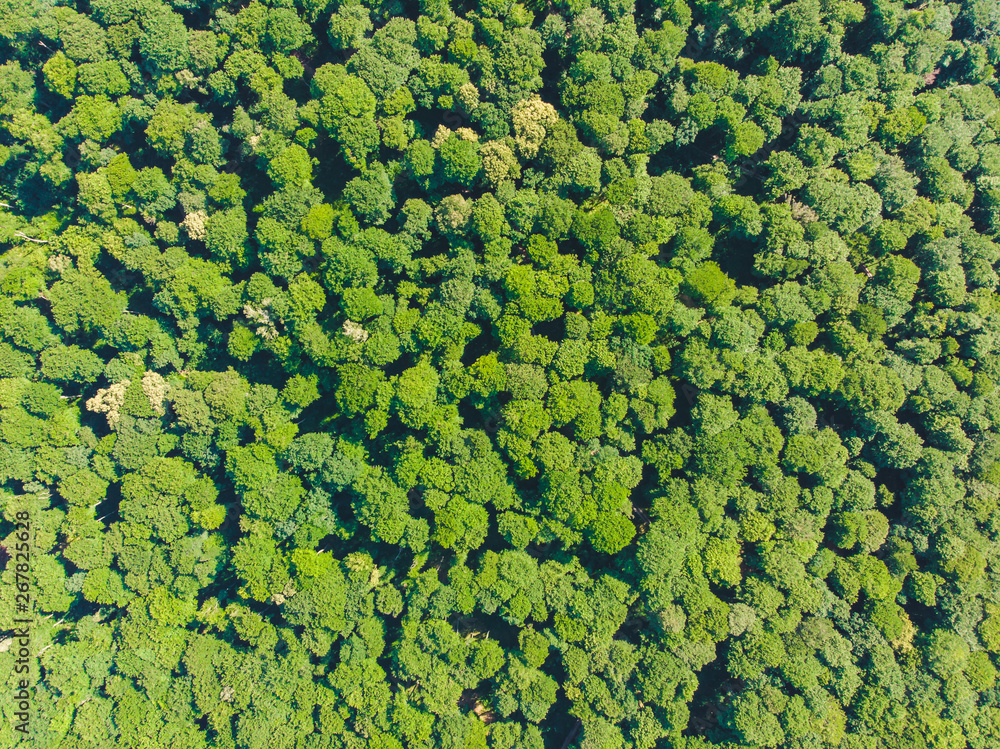aerial view of forest. landscape. summer time