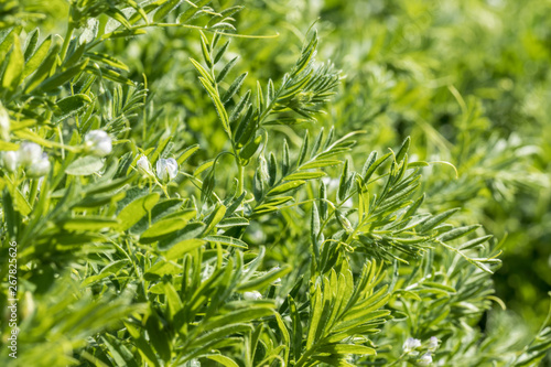 Close-up of a lentil plant with white flowers