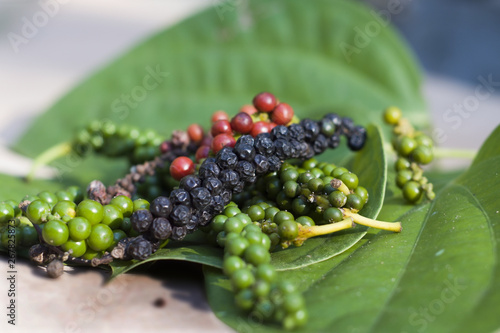  Close-up of fresh green pepper,ripe,black and leaf on wood floor.