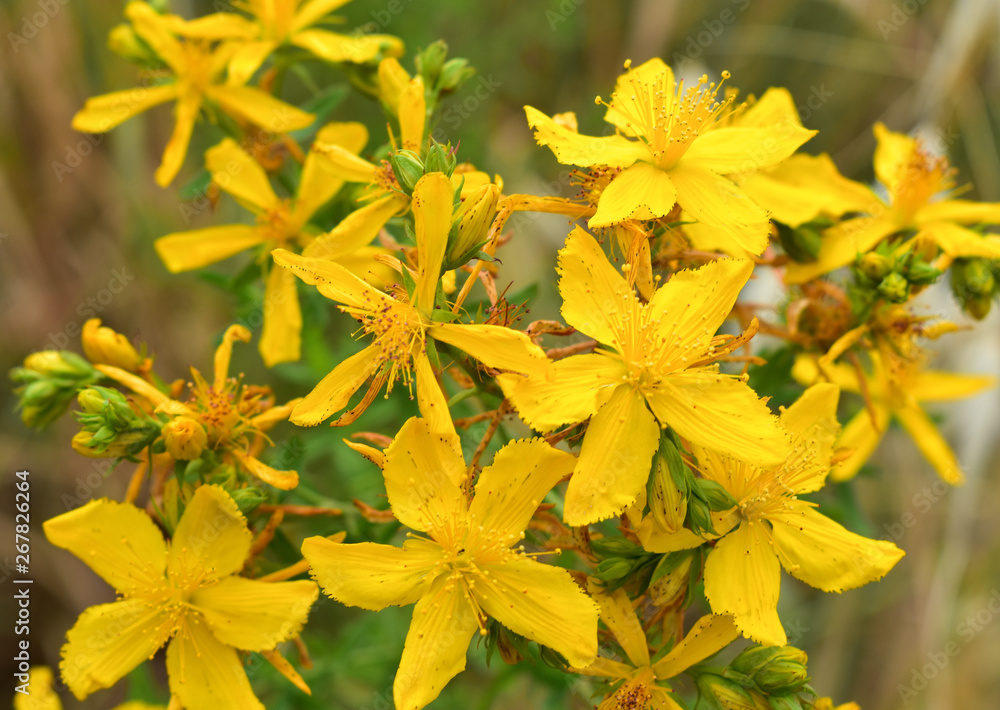 St. John Wort flower St. John Wort flower