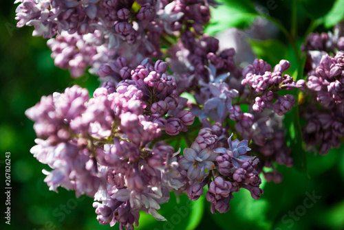 Branch of blossoming lilac © writerfantast