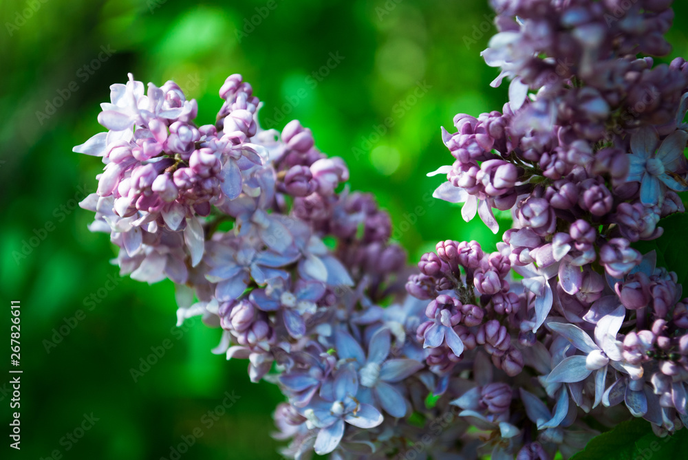 Branch of blossoming lilac Branch of blossoming lilac