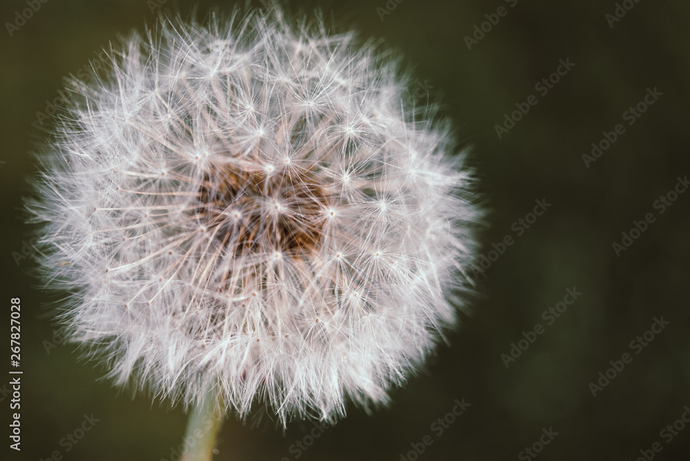 Fototapeta premium Mniszek lekarski kwitnie wiosną.