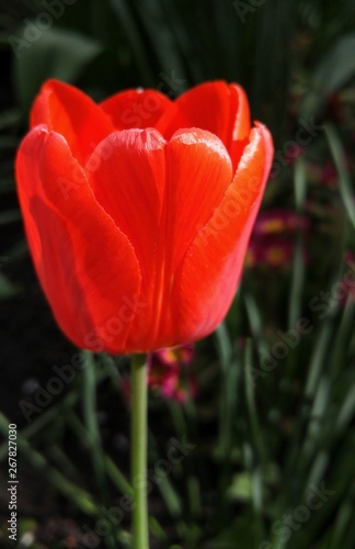 Red tulip in sunlight close-up
