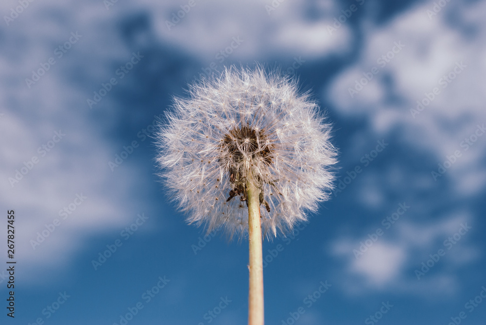 Dandelion blooms in spring.