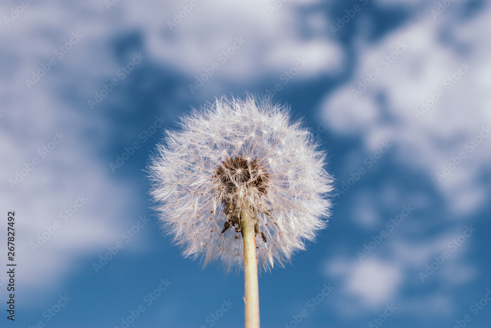 Obraz premium Dandelion blooms in spring.