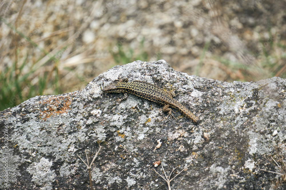 Lézard vert avec la queue coupée . Lézard vert avec la queue coupée .