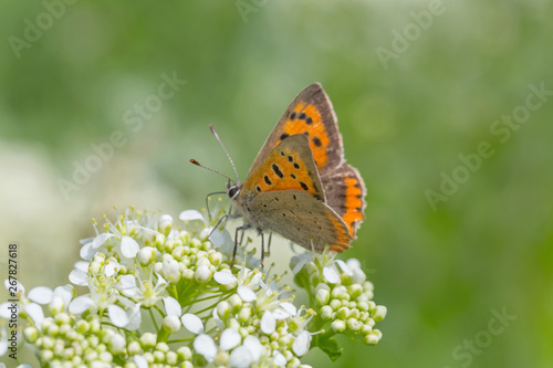 brown butterfly sitting on wild white flower in green grass © romantiche