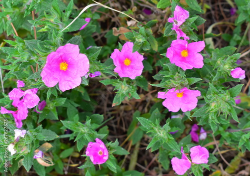 Cistus Albidus Flower