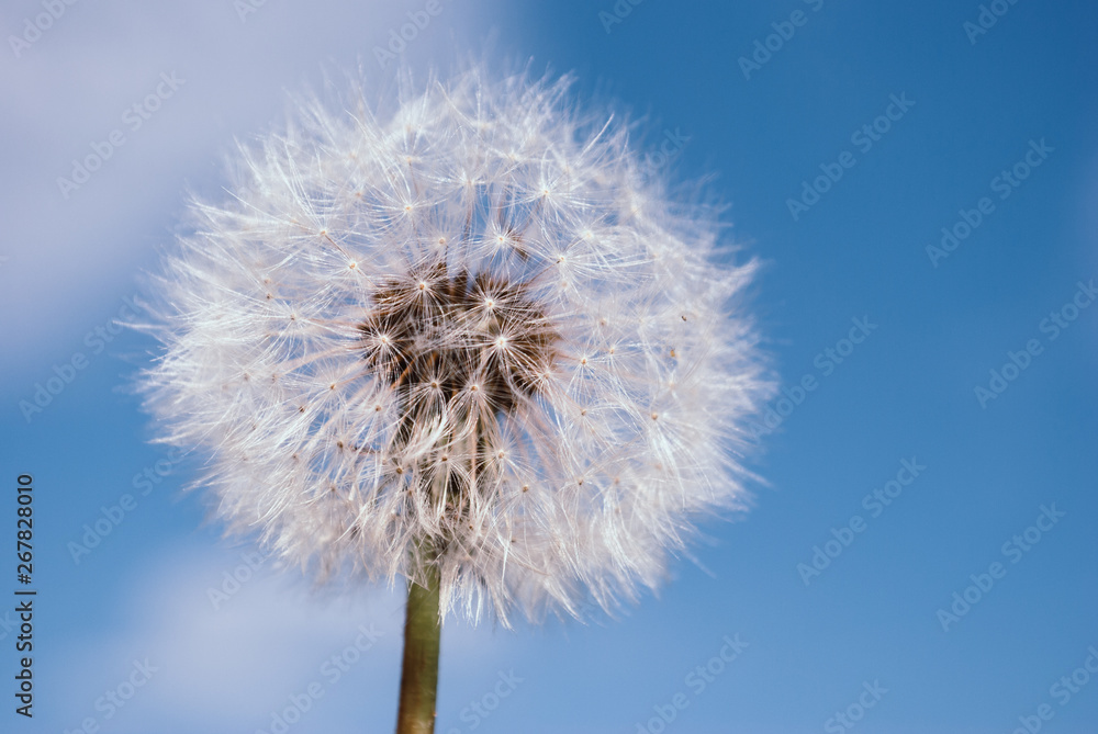 Dandelion blooms in spring.