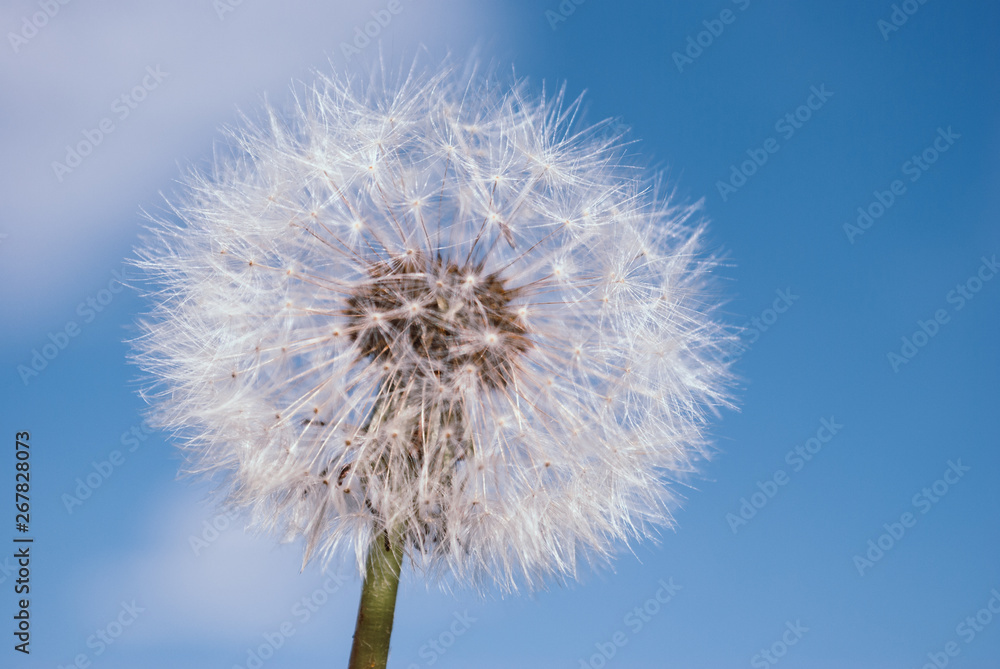 Dandelion blooms in spring.