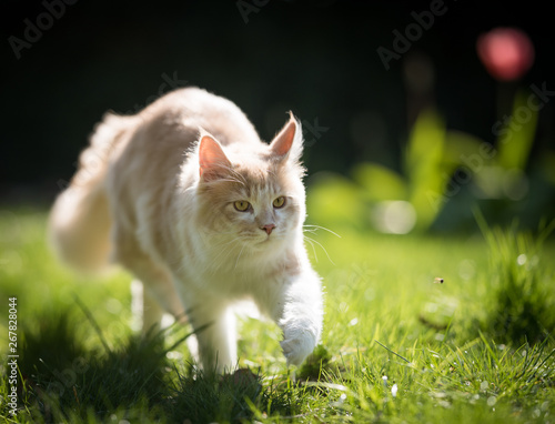 fawn cream colored maine coon cat walking over the lawn with blossoming flower in the blurry background on a sunny day