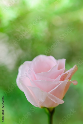 Fototapeta Naklejka Na Ścianę i Meble -  Close up of pink rose with green leaf nature blurred on background.