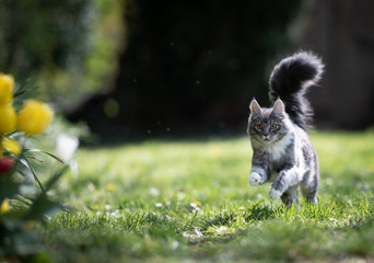 blue tabby maine coon cat running over the lawn in the back yard next to some blossoming flowers in the sunlight
