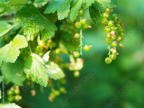 Unreife grüne Johannisbeeren auf dem Strauch mit Blättern.