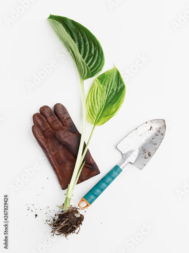 Gardener's gloves, garden spade and weed plant plucked out of the ground with a root on a white background. Top view