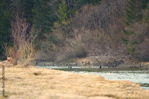 wilderness