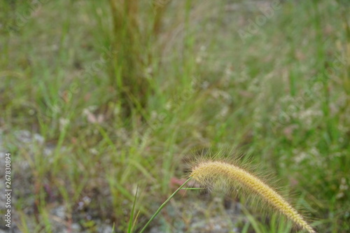 Imperata cylindrica Beauv or Cogon Grass of Feather grass or Dokyakha or Lalang flowers during summer. Shallow depth of field. Selective focus photo