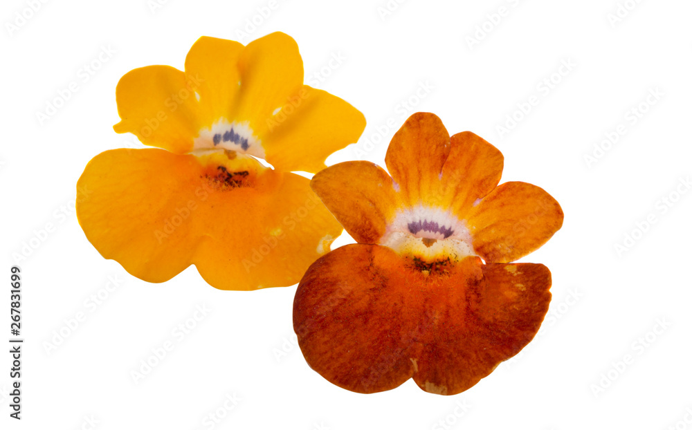 snapdragon flower isolated snapdragon flower isolated