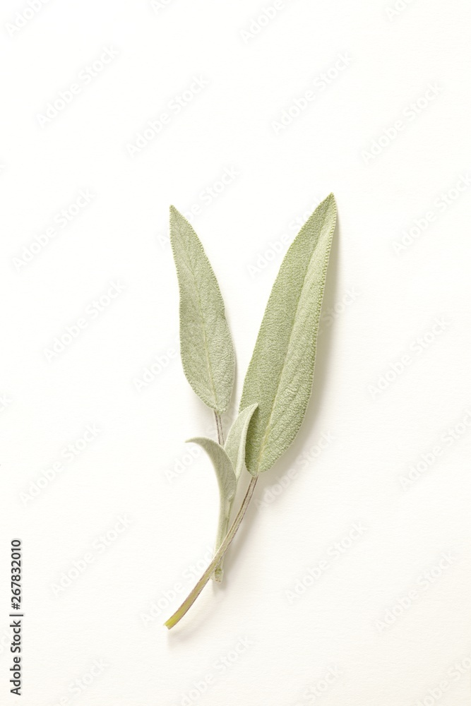 Obraz premium Sage leaves