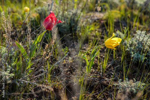 field tulips on the field.