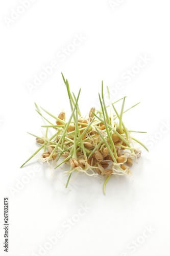 Wheat sprouts