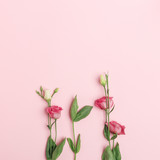 Delicate pink flowers on a pink background. Top view. Flat lay.