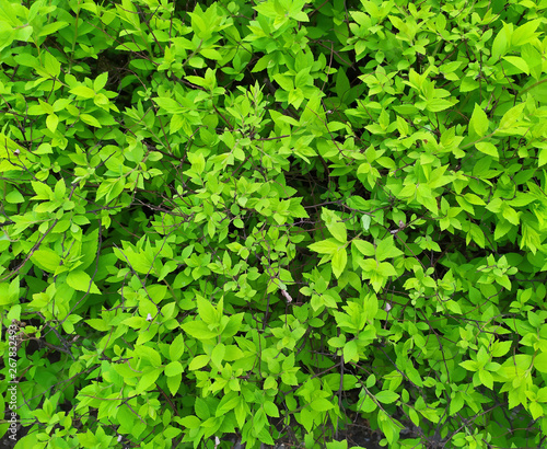 Closeup green leaves background photo