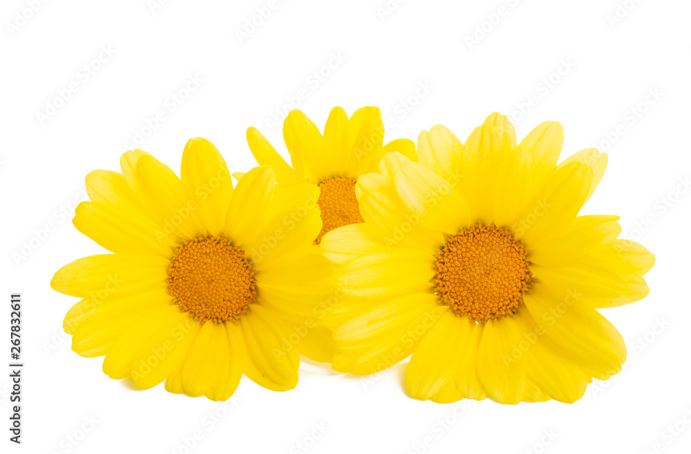 yellow daisy isolated yellow daisy isolated