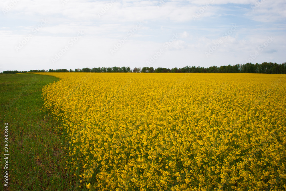 Yellow field rapeseed in bloom Yellow field rapeseed in bloom