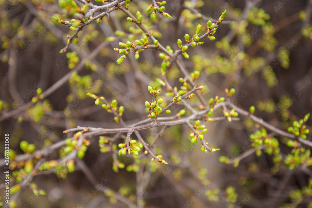 Green buds on branches in spring. Nature and blooming in spring time. Bokeh light background. Green buds on branches in spring. Nature and blooming in spring time. Bokeh light background.