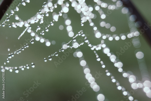 The spider web with dew drops.