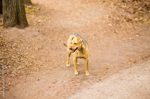 portrait of homeless village dog play in summer park
