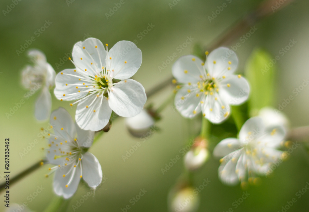 Spring branch of cherry tree Spring branch of cherry tree