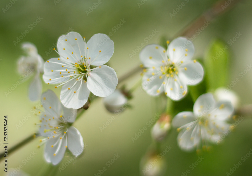Spring branch of cherry tree Spring branch of cherry tree