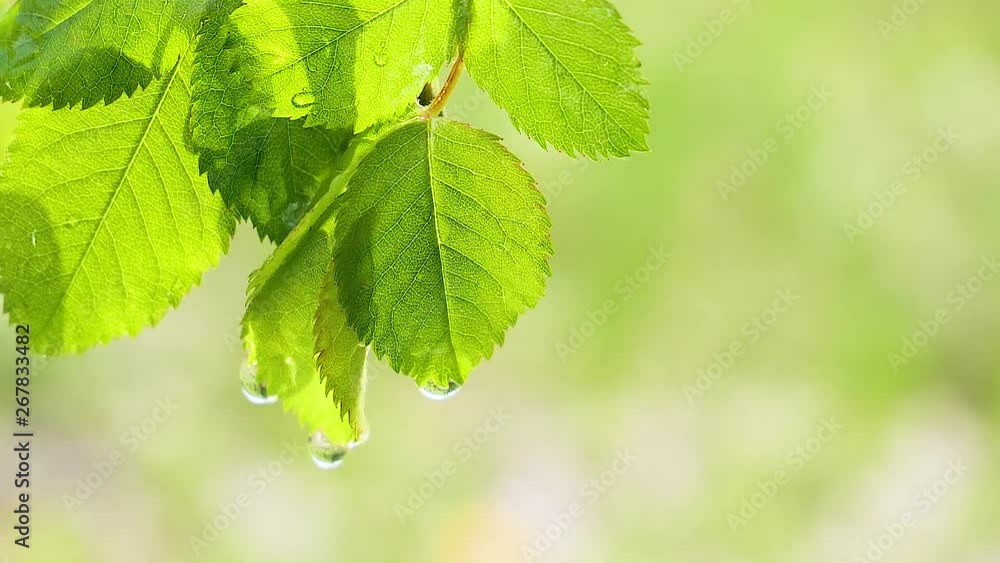 Green leaf with raindrops in the summer in nature develops in the wind Green leaf with raindrops in the summer in nature develops in the wind
