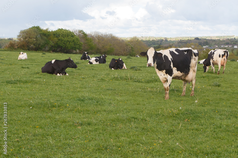 Holstein cows in the field of a farm in Brittany Holstein cows in the field of a farm in Brittany